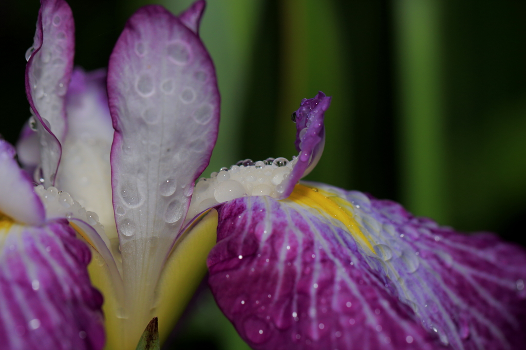 朝露と菖蒲