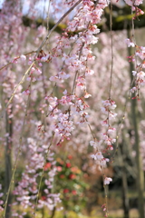 枝垂れ桜