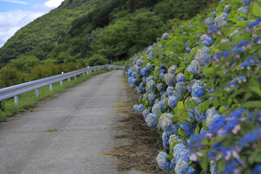 ｱｼﾞｻｲがある風景