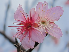 桜(トリミング)