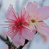 桜(トリミング)