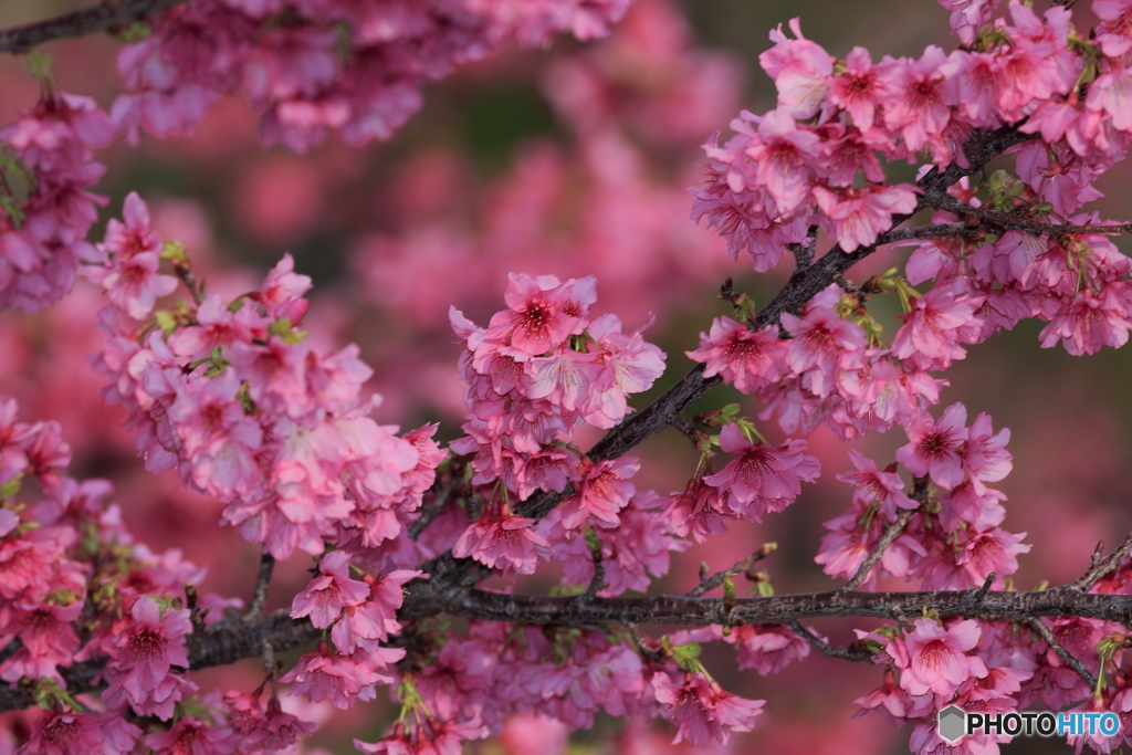 寒緋桜
