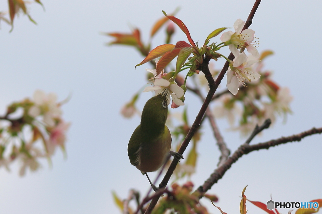 冬の桜とメジロ