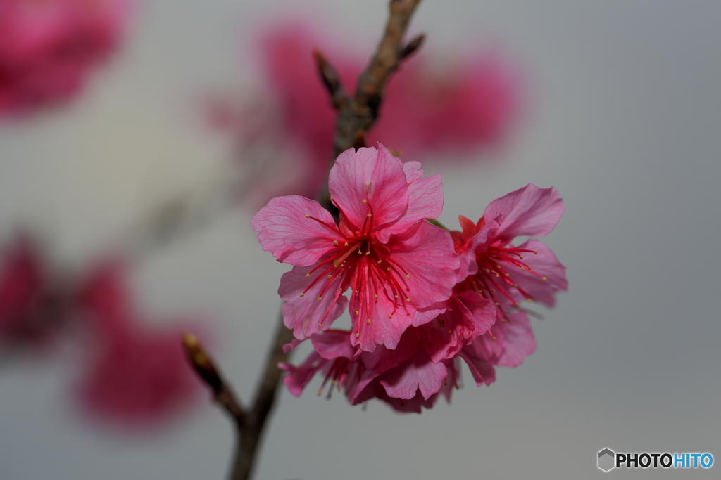 寒緋桜