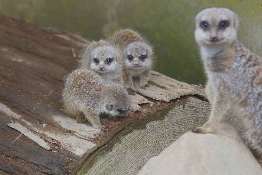 親子でｶﾒﾗ目線