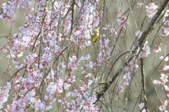 枝垂れ桜