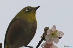 冬の桜とメジロ