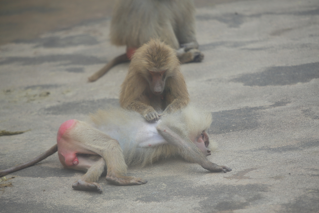 仲が良いﾆﾎﾝｻﾞﾙ