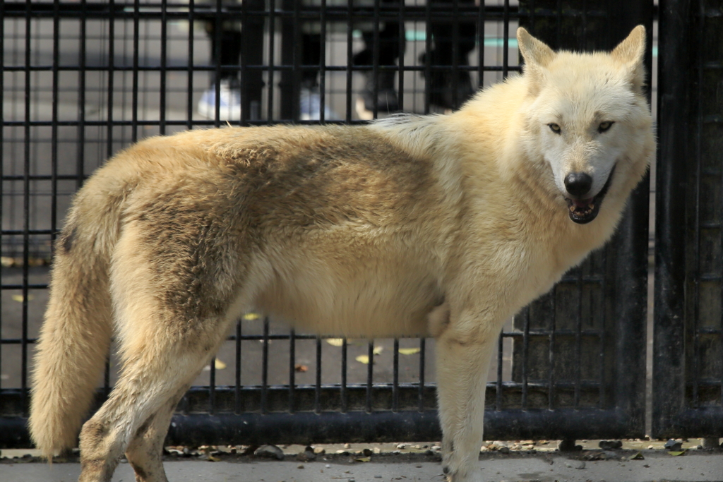 シンリンオオカミ