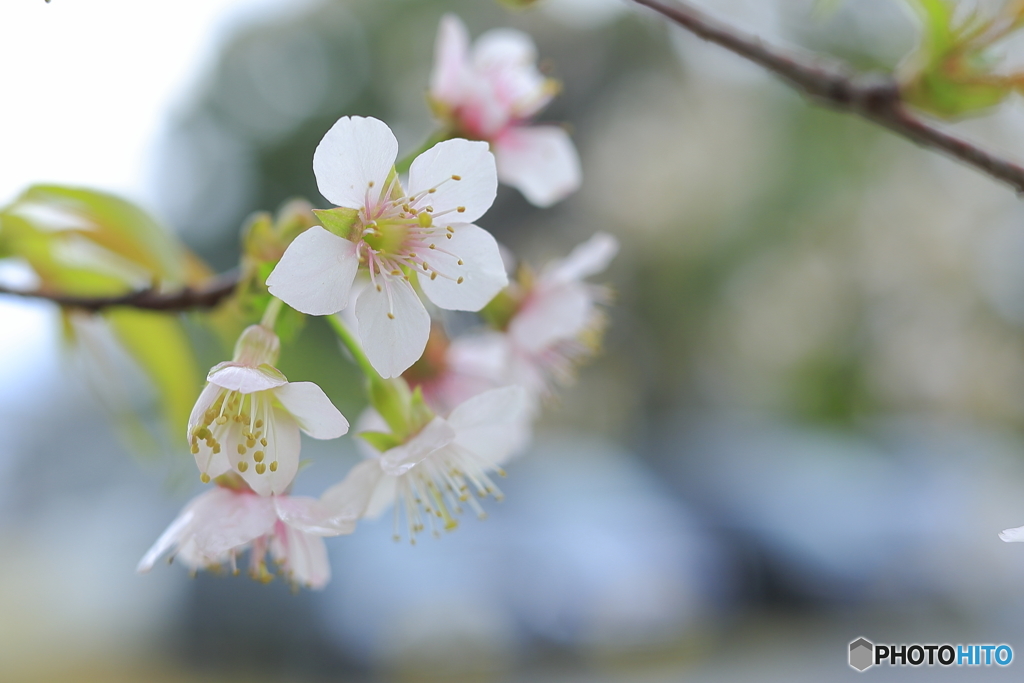 冬に咲く桜