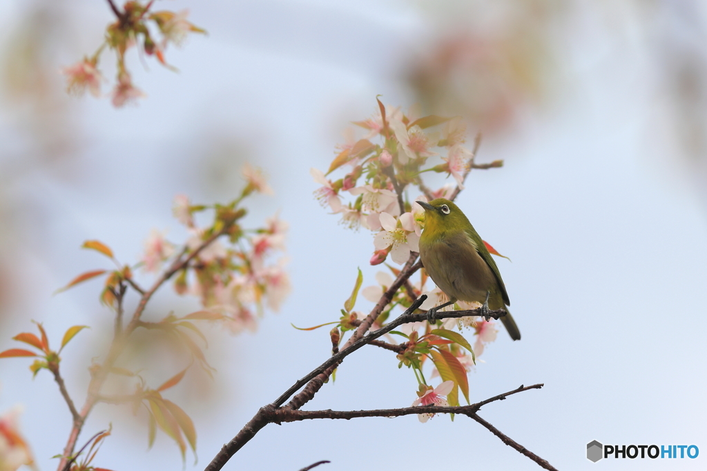 冬の桜とメジロ