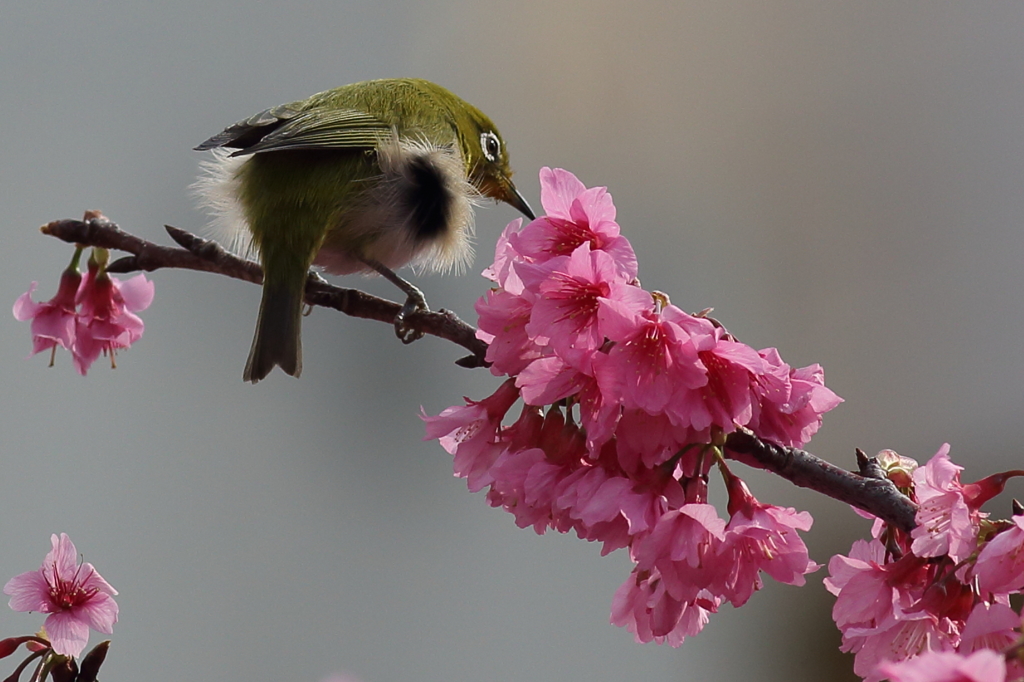 寒緋桜とメジロ