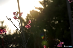 寒緋桜