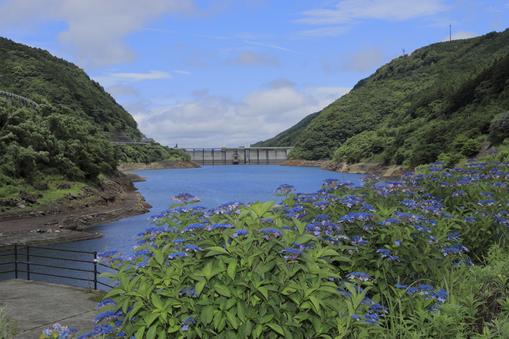 ｱｼﾞｻｲがある風景