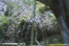 枝垂れ桜