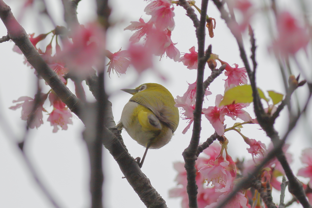 春の訪れ