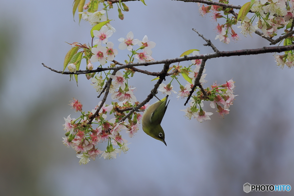 冬の桜とメジロ