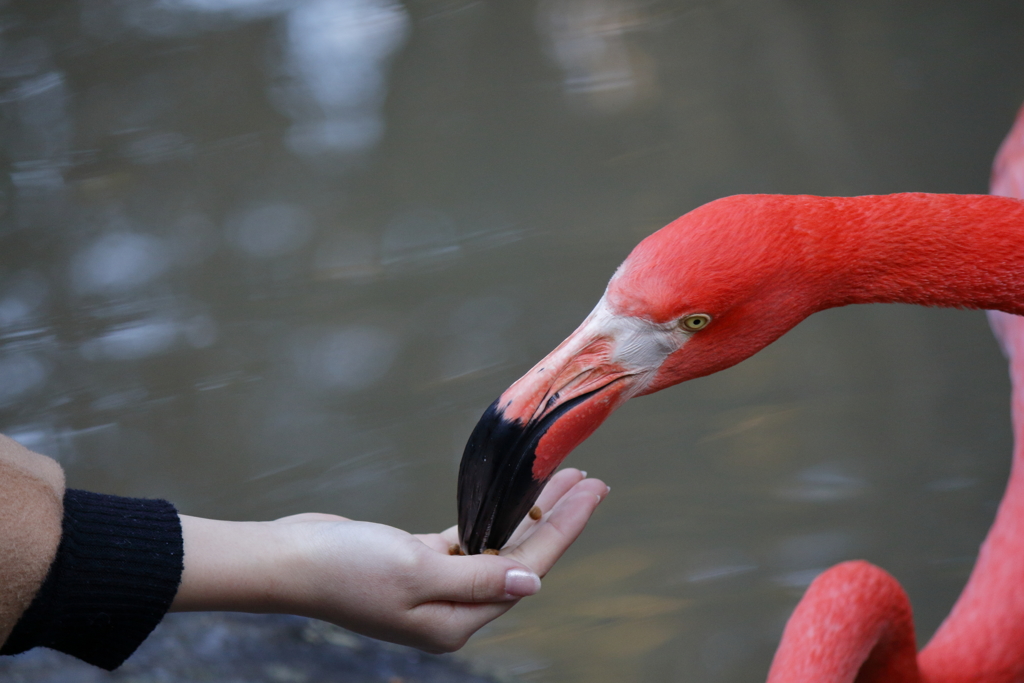 ﾊﾞｲｵﾊﾟｰｸの生き物たち