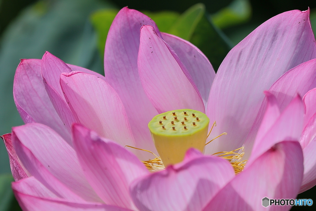 ハスの花