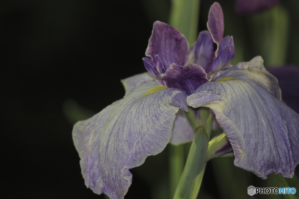 夜の花菖蒲