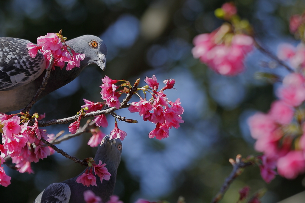 寒緋桜とハト