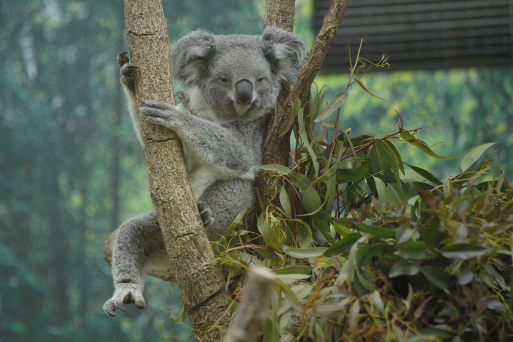 孤独を愛するコアラ？