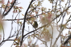 冬の桜とメジロ