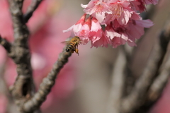 桜とミツバチ