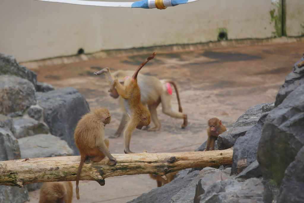 身軽にジャンプ
