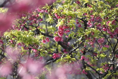 新緑と桜