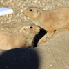 ﾊﾞｲｵﾊﾟｰｸの生き物たち