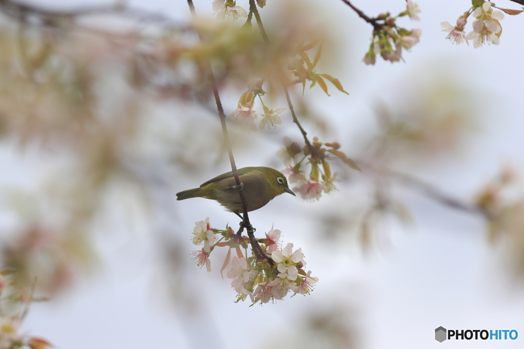 冬の桜とメジロ