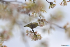 冬の桜とメジロ