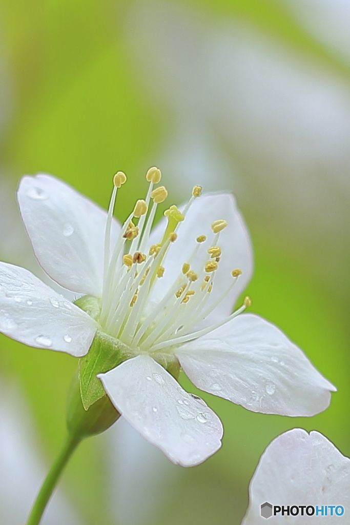 冬に咲く桜