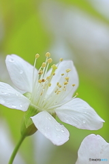 冬に咲く桜