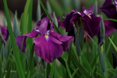 5月中旬の花菖蒲