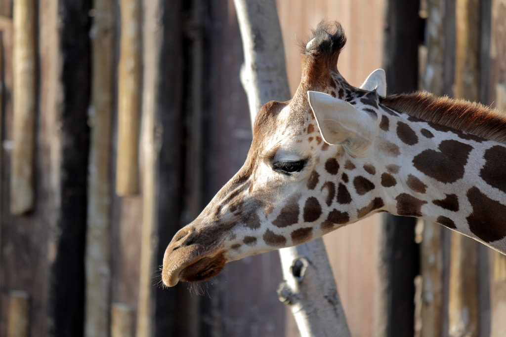 ﾊﾞｲｵﾊﾟｰｸの生き物たち