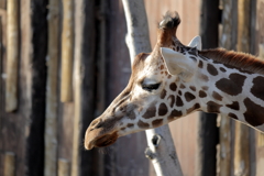 ﾊﾞｲｵﾊﾟｰｸの生き物たち