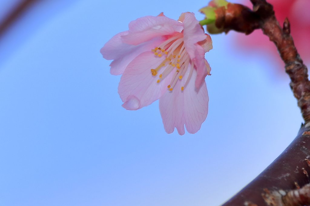 春の訪れ