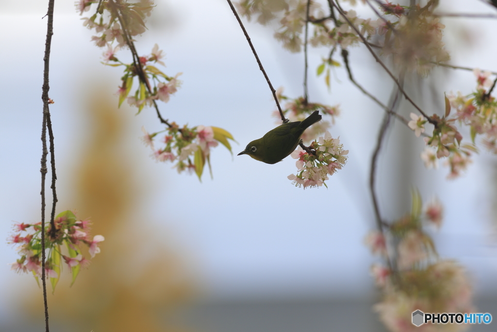 冬の桜とメジロ