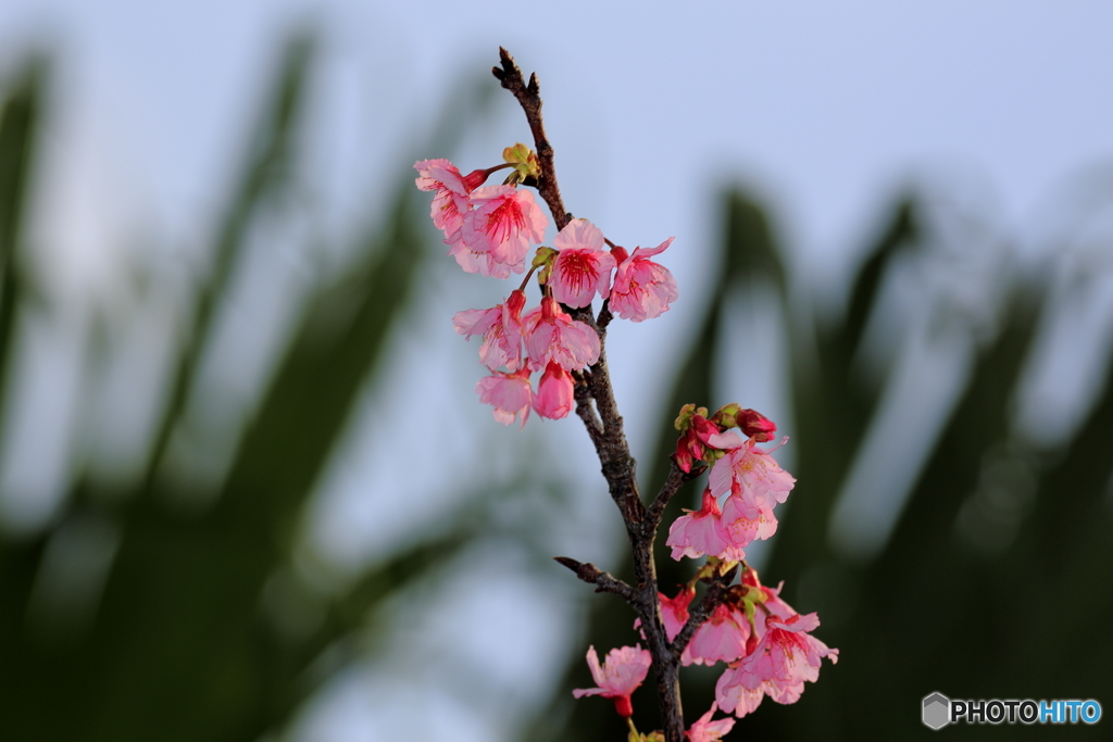 寒緋桜