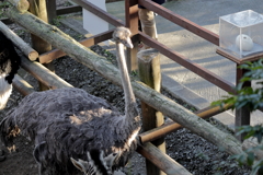 ﾊﾞｲｵﾊﾟｰｸの生き物たち