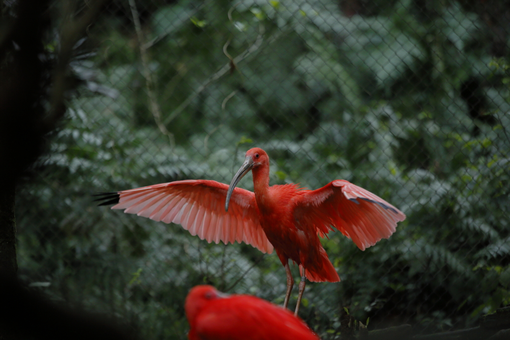 ｼｮｳｼﾞｮｳﾄｷ