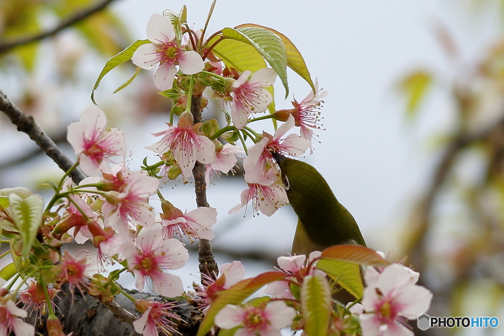 冬の桜とメジロ