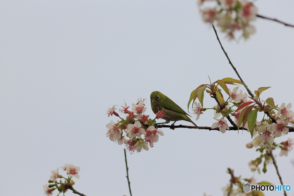 冬の桜とメジロ