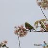 冬の桜とメジロ