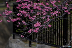 寒緋桜
