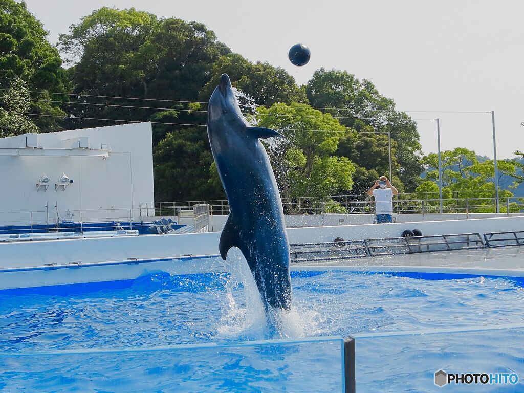 イルカショー
