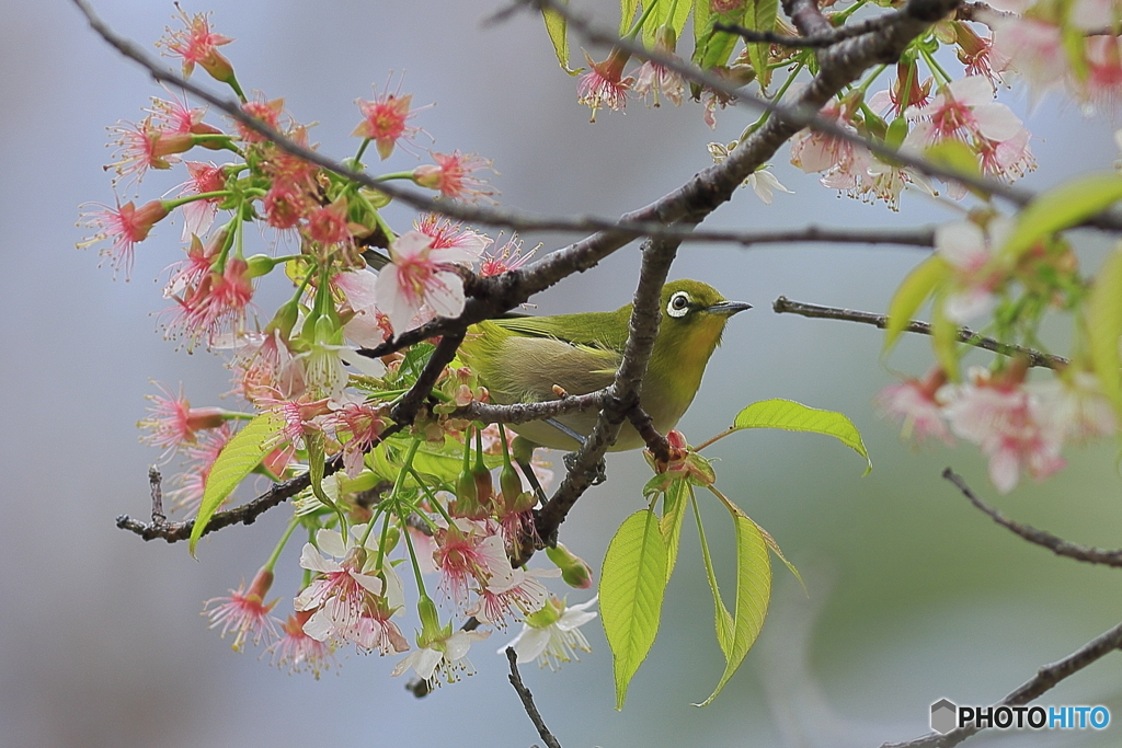 冬の桜とメジロ