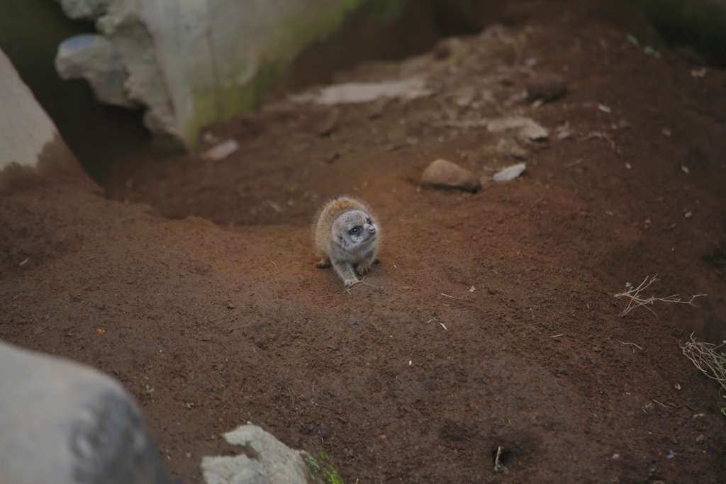 チビッ子ミーア